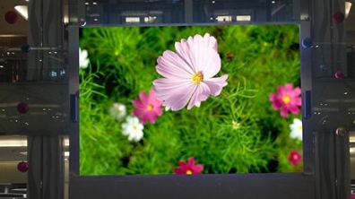 <b>Mini LED來(lái)勢(shì)洶洶，OLED還扛得住嗎？</b>